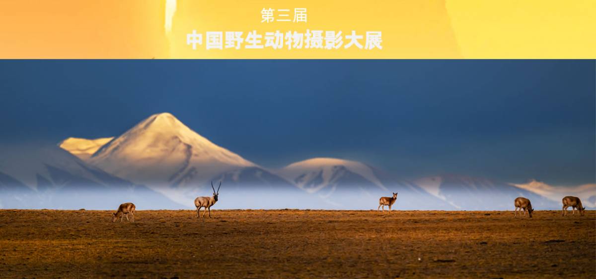 第三届中国野生动物摄影大展